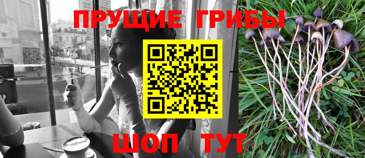 Псилоцибиновые грибы Cubensis  Вход с VPN  Петрозаводск  хочу наркоту  Псилоцибиновые грибы MAGIC MUSHROOMS 